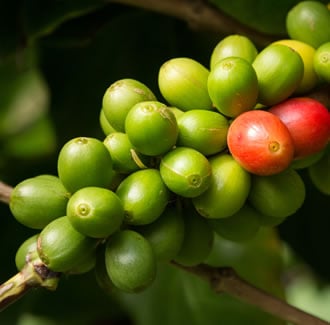 Coffee (Green) Carrier Oil