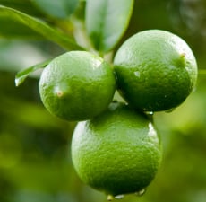 Lime Essential Oil - Key Lime