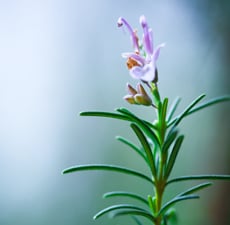 Rosemary Essential Oil - ct Cineole (Morocco)