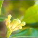 Clove Leaf (Indonesia) Essential Oil (Rectified)