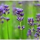Lavender (Natural Blend) Essential Oil