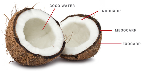 Coconut Oil - Benefits & Uses of Coconut Oil for Skin Care & Hair Care