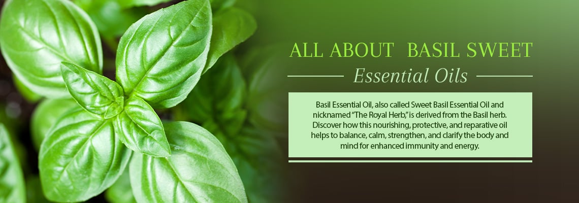 ALL ABOUT BASIL SWEET OIL