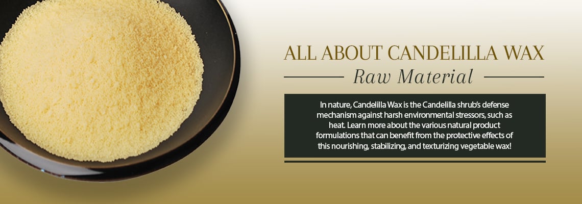Candelilla Wax – Protective and Softening Effects for Skin and Hair