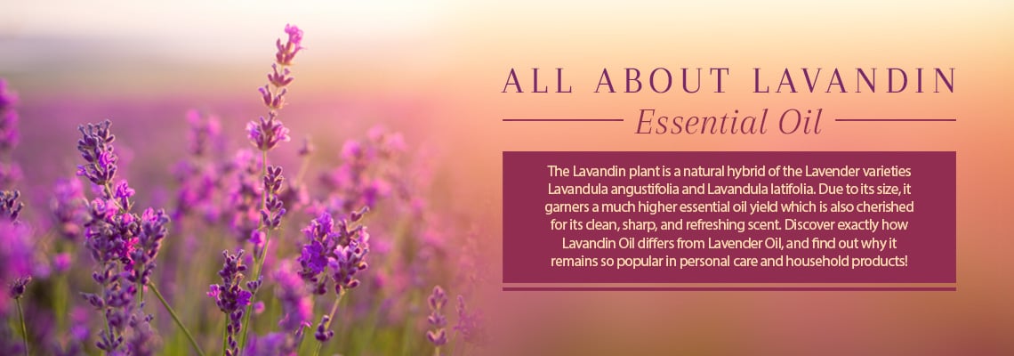 ALL ABOUT LAVANDIN ESSENTIAL OIL