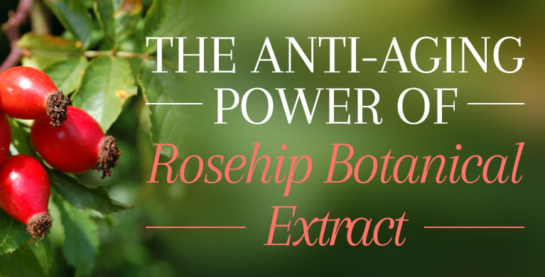 The Anti-Aging Power Of Rosehip (Rosa canina) Botanical Extract