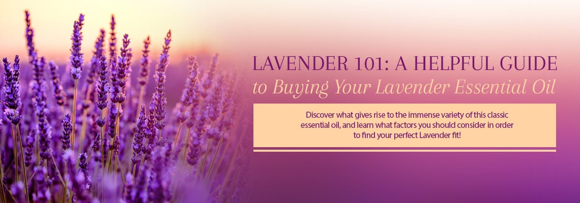 LAVENDER OILS 101: A HELPFUL GUIDE TO BUYING YOUR LAVENDER ESSENTIAL OIL