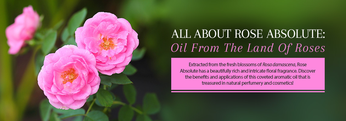 ALL ABOUT ROSE ABSOLUTE: OIL FROM THE LAND OF ROSES
