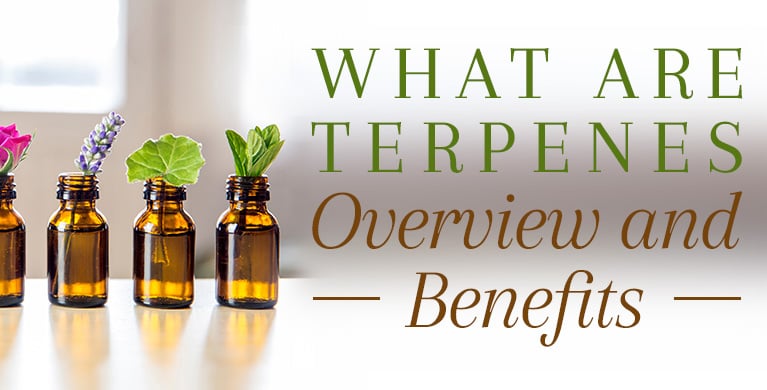 WHAT ARE TERPENES - OVERVIEW AND BENEFITS
