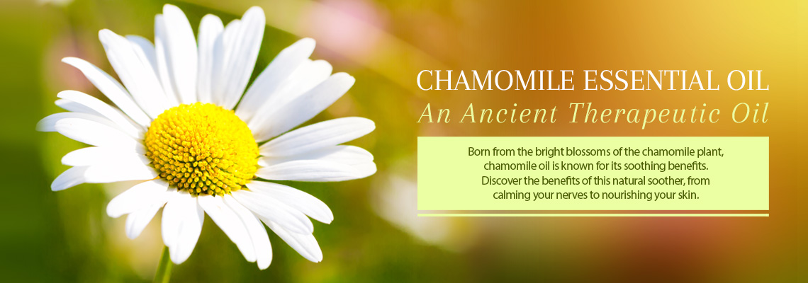 CHAMOMILE ESSENTIAL OIL - AN ANCIENT THERAPEUTIC OIL