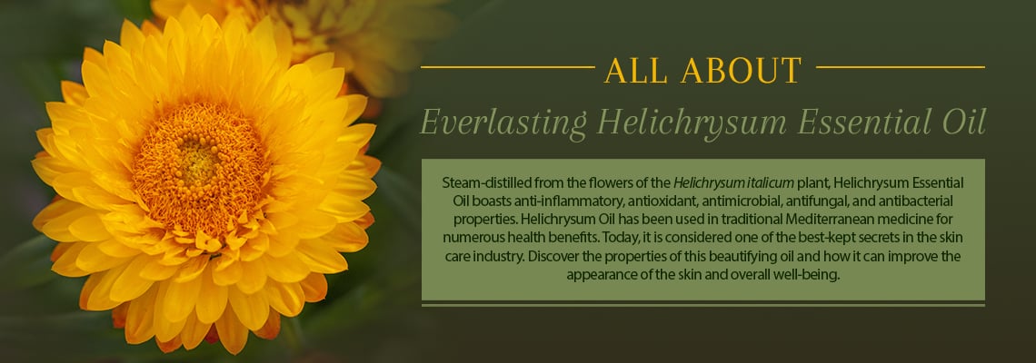 ALL ABOUT EVERLASTING HELICHRYSUM ESSENTIAL OIL