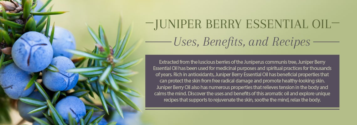 Juniper Berry Essential Oil is known for its woody, spicy, and slightly camphoraceous aroma. Discover the history, benefits, and uses of this aromatic oil, and its unique recipes to rejuvenate the skin, calm the mind, and relax the body.