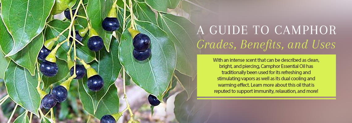 A GUIDE TO CAMPHOR GRADES, BENEFITS, AND USES