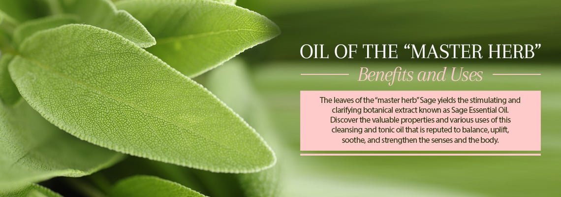 OIL OF THE “MASTER HERB” – BENEFITS AND USES
