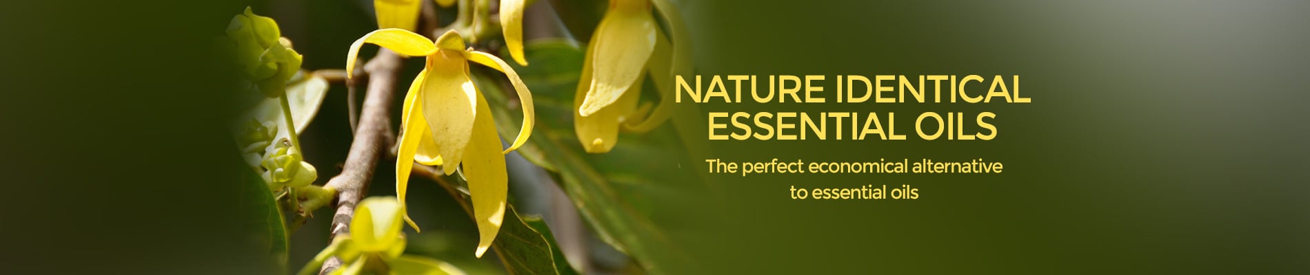 yellow plant for nature identical essential oils
