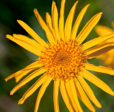 Arnica Herbal Oil - Verified by ECOCERT / Cosmos Approved