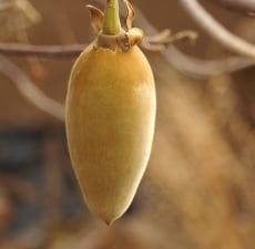 Baobab Organic Carrier Oil - Fair Trade