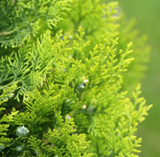 Cedar Leaf (Thuja) Essential Oil