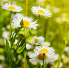 Chamomile Roman Essential Oil - Verified by ECOCERT / Cosmos Approved
