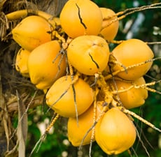 Coconut Organic Carrier Oil - RBD - Fair Trade