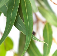 Eucalyptus Organic Essential Oil (Lemon)