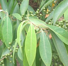 Litsea Cubeba Essential Oil - Verified by ECOCERT / Cosmos Approved