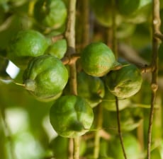 Macadamia Nut Organic Carrier Oil - Unrefined