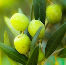 Olive Carrier Oil - Pomace Grade - RDW