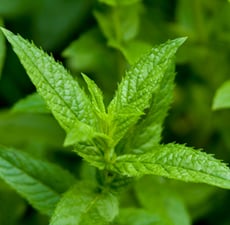 Peppermint Essential Oil (Japanese) - Verified by ECOCERT / Cosmos Approved