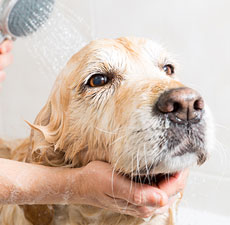 Pet 2-in-1 Shampoo & Conditioner Base