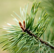 Pine Organic Essential Oil