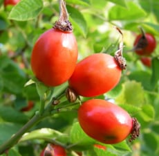Rosehip Carrier Oil - Cosmetic Grade - Refined