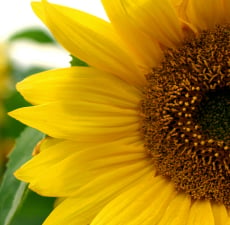 Sunflower Carrier Oil - RBDW - Linoleic  - Verified by ECOCERT / Cosmos Approved