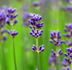 Lavender Essential Oil - Population