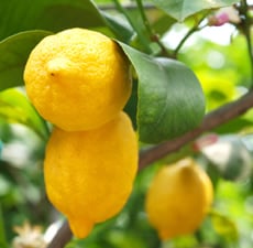 Lemon 5 Fold (Sicily) Essential Oil