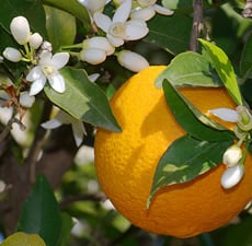 Orange Organic Essential Oil (Sweet)