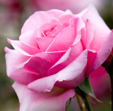 Rose Garden Fragrance Oil