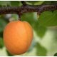 Apricot Kernel Carrier Oil - Cosmetic Grade - Refined