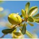 Argan Carrier Oil - Virgin - Deodorized - Verified by ECOCERT / Cosmos Approved