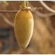Baobab Organic Carrier Oil - Fair Trade