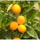 Bergamot - Bergaptene Free (Calabrian) Essential Oil - Verified by ECOCERT / Cosmos Approved
