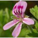Geranium Essential Oil (Egyptian) - Verified by ECOCERT / Cosmos Approved