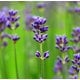 Lavandin (Natural Blend) Essential Oil - Verified by ECOCERT / Cosmos Approved 