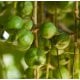 Macadamia Nut Organic Carrier Oil - Unrefined