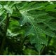 Papaya Leaf Herbal Oil