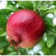 Pomegranate Organic Carrier Oil
