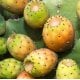 Prickly Pear Carrier Oil - Cosmetic Grade - Refined