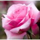 Rose Bouquet Fragrance Oil