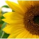 Sunflower Carrier Oil - RBDW - Linoleic  - Verified by ECOCERT / Cosmos Approved