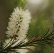 Tea Tree Essential Oil - AAA (Australia) - Verified by ECOCERT / Cosmos Approved